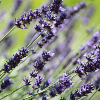 Lavender Microwave