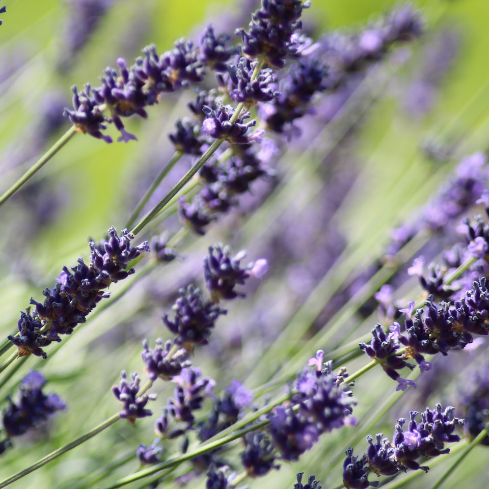 Lavender Microwave