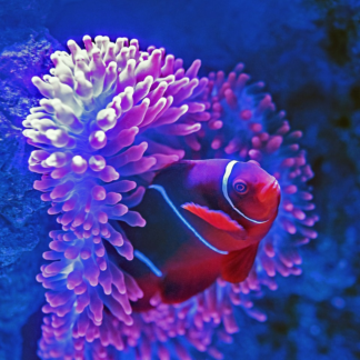 Kit Medium Fish Album