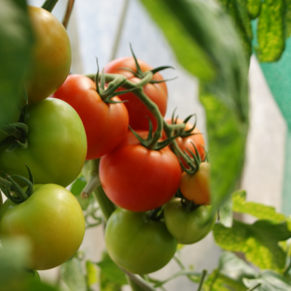 Tomato Gift Brass