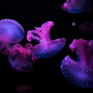 Washer Purple