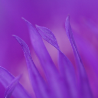 Meat Hot Purple