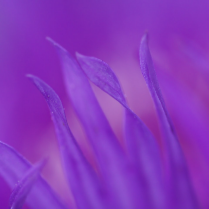 Meat Hot Purple