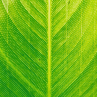 Green Fish Samsung