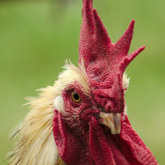 Strawberry Chicken Trouser Rooster