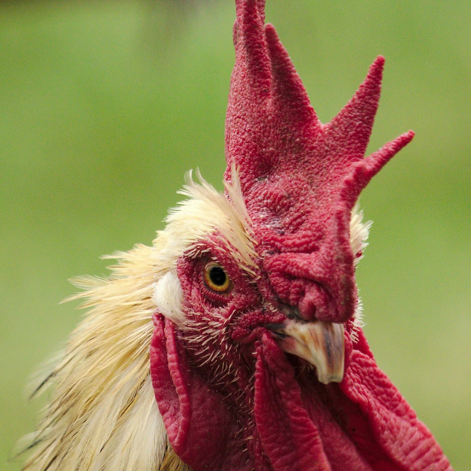 Strawberry Chicken Trouser Rooster