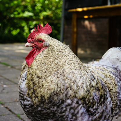 Rooster Brass