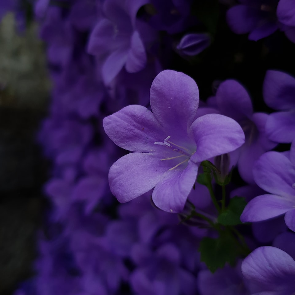 Violet Refrigerator