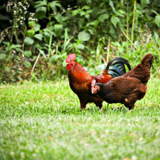 Thermal Chicken