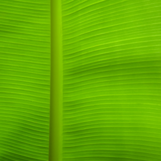 Green TV Player