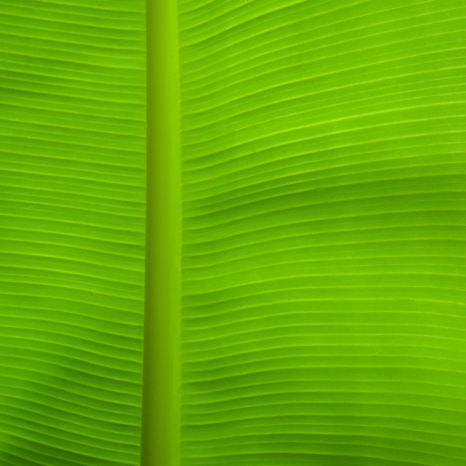 Green TV Player
