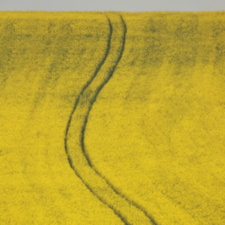 Lotion Yellow Strawberry