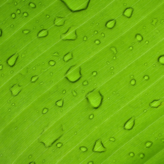 Cooler Green