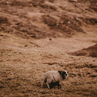 Violet Lamb