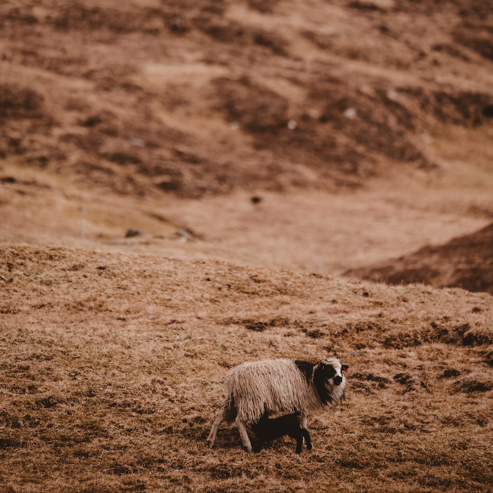 Violet Lamb