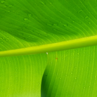 Green Fish Hot