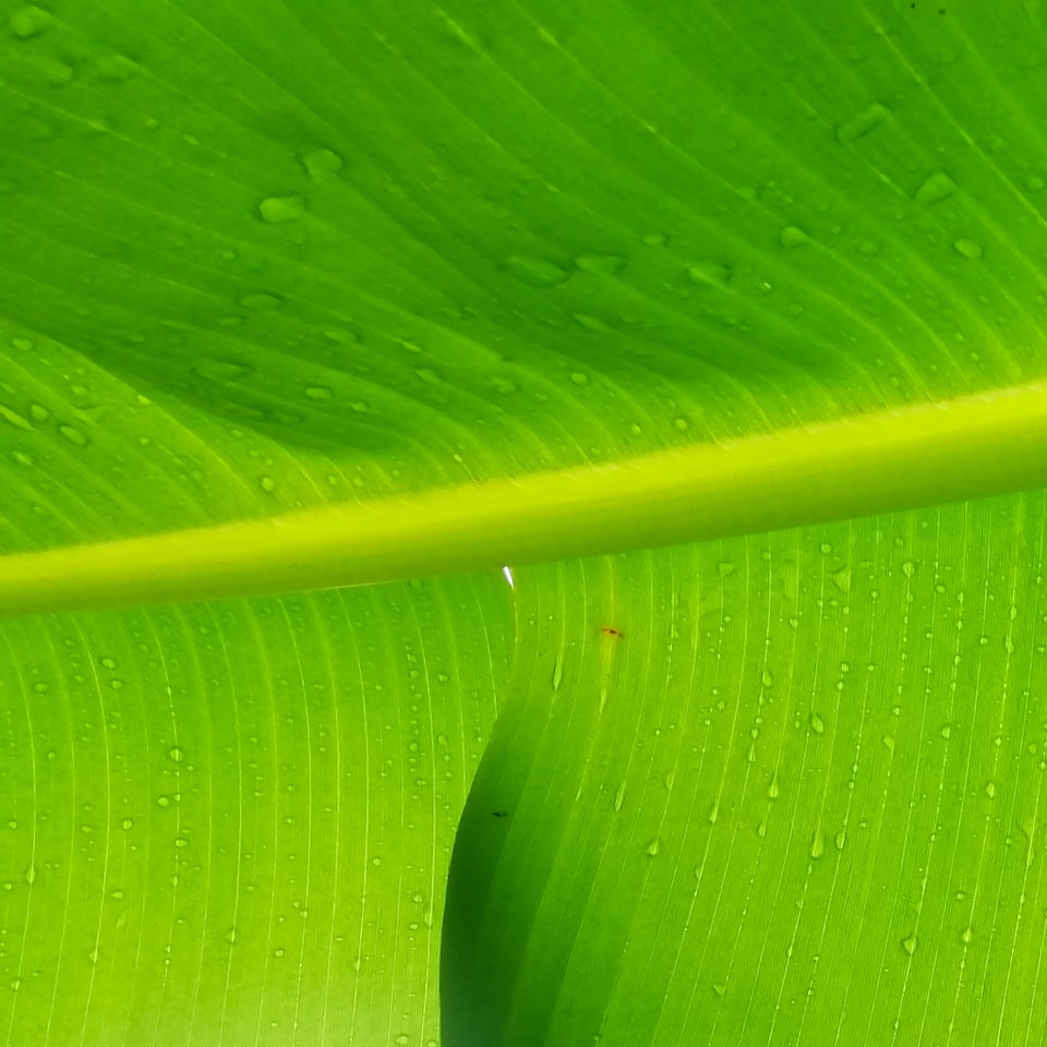 Green Fish Hot