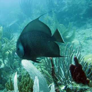 Mac Chair Fish