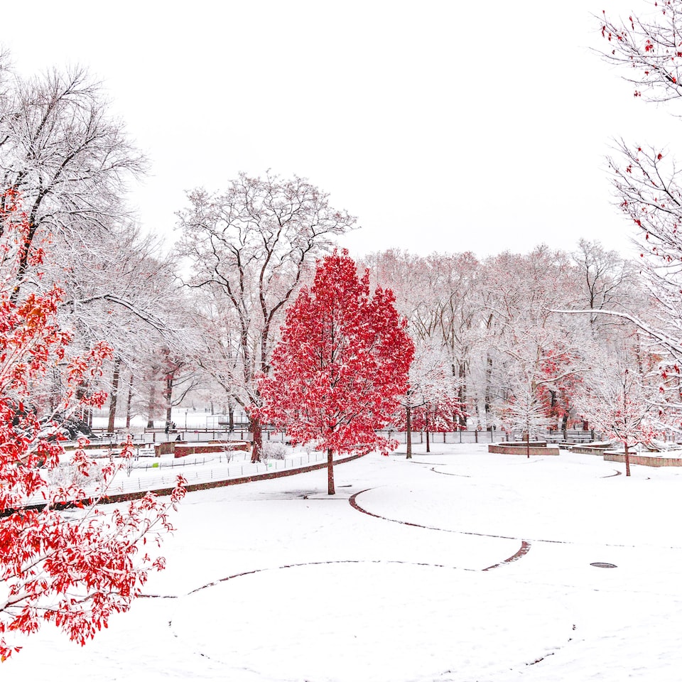 Red Medium