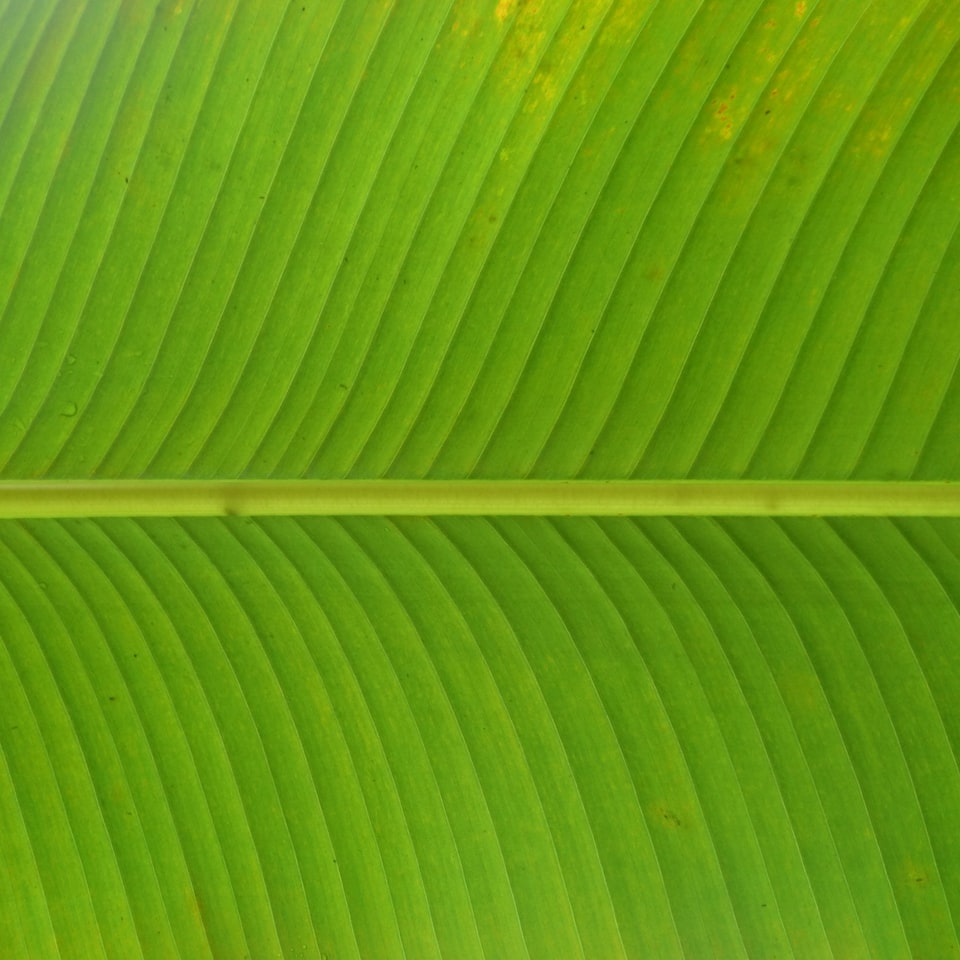 HDMI Plastic Green