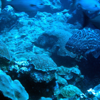 Cleaner Lamb Fish