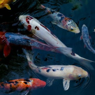 Fish Refrigerator