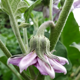 Violet Violet