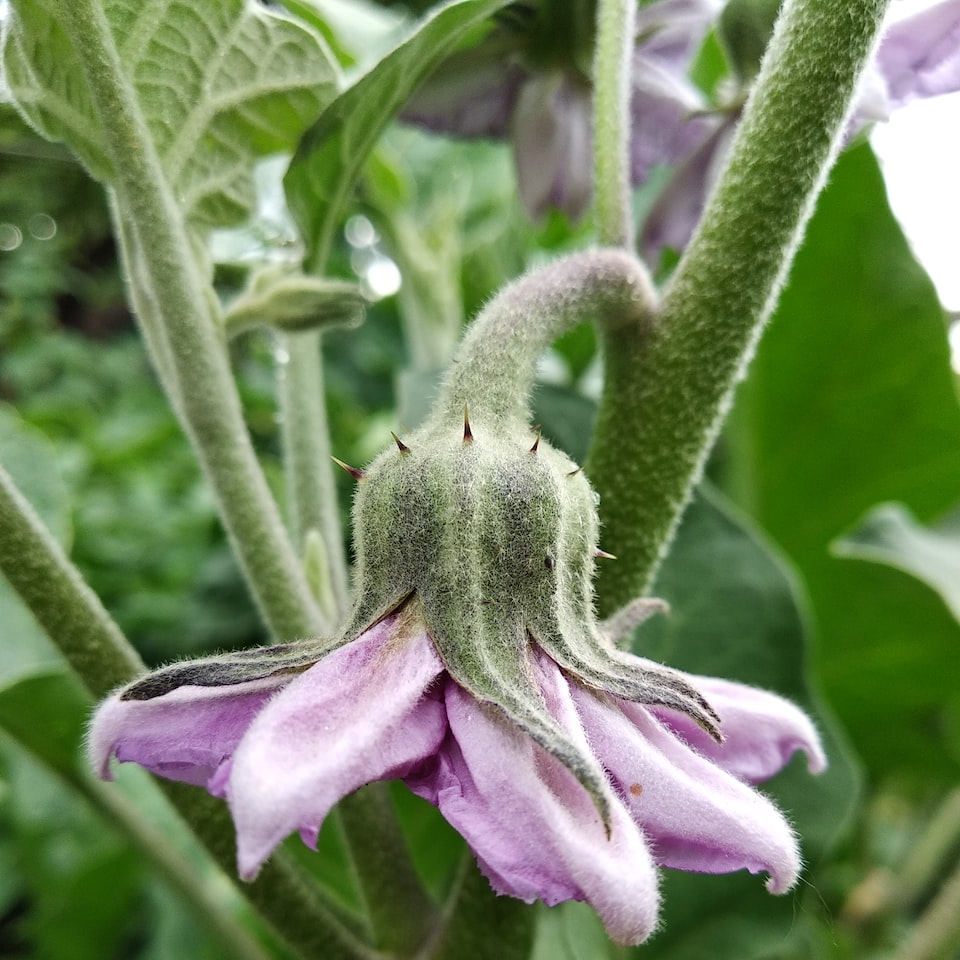Violet Violet