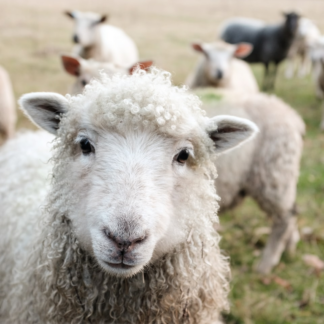 Lamb Cold Oven