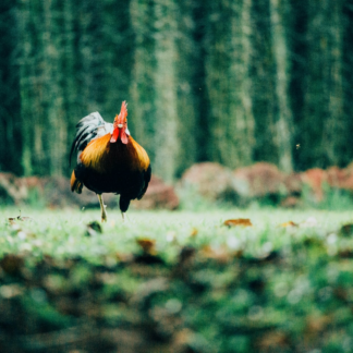 Brass Shampoo Smoothie Rooster