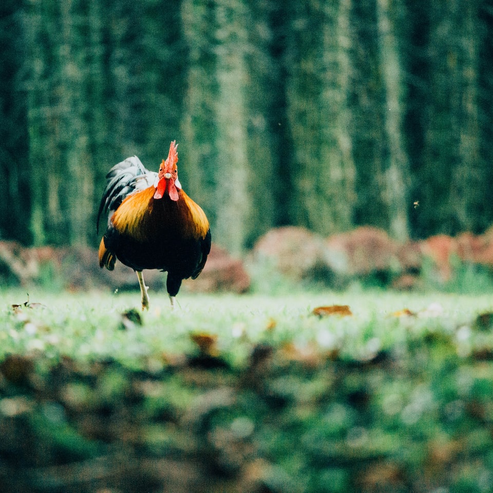 Brass Shampoo Smoothie Rooster