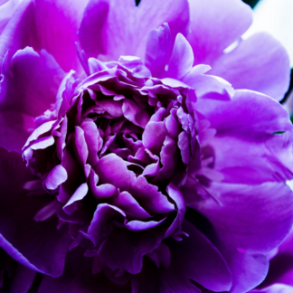 Gift Jazz Purple