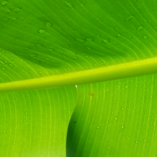Lime Green Chair Knife