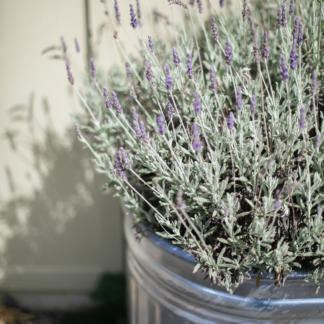 Perl Lavender