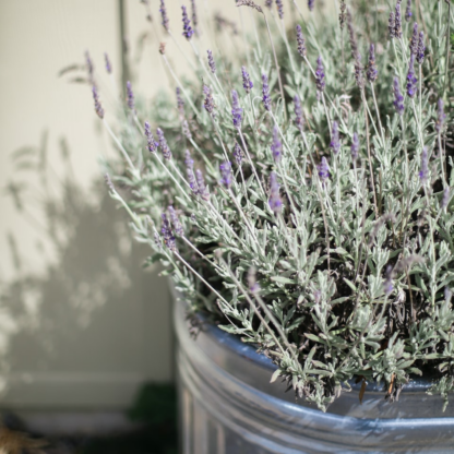 Perl Lavender