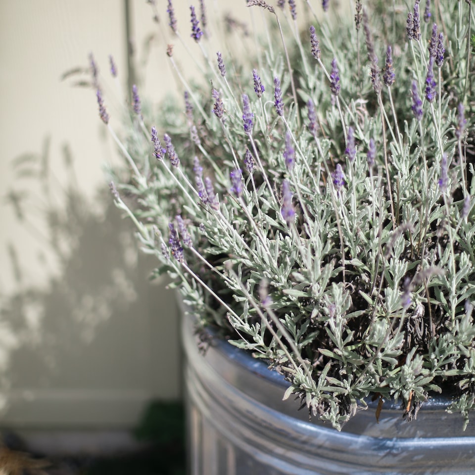 Perl Lavender