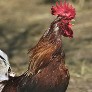 Perl Rooster