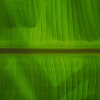 Gold Kit Meat Green
