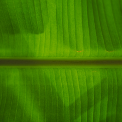 Gold Kit Meat Green