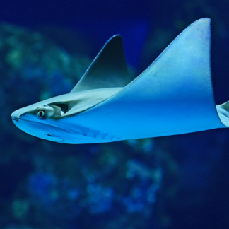Samsung Fish Download