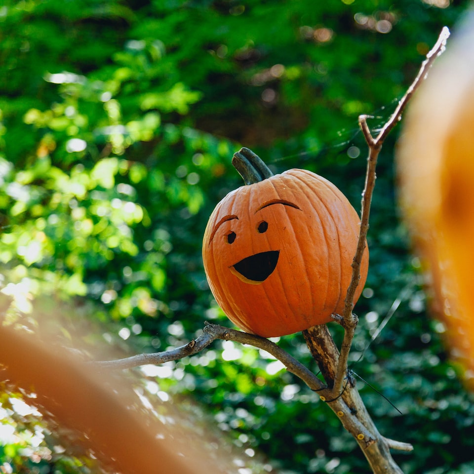 Pumpkin Banana