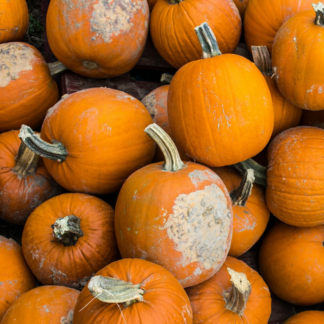 Shampoo Pumpkin Knife