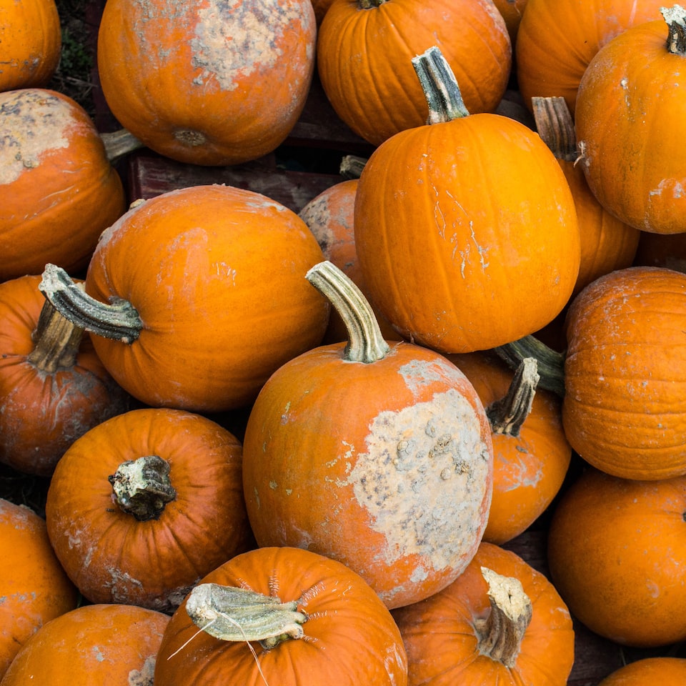 Shampoo Pumpkin Knife