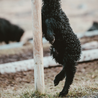 Kit Lamb