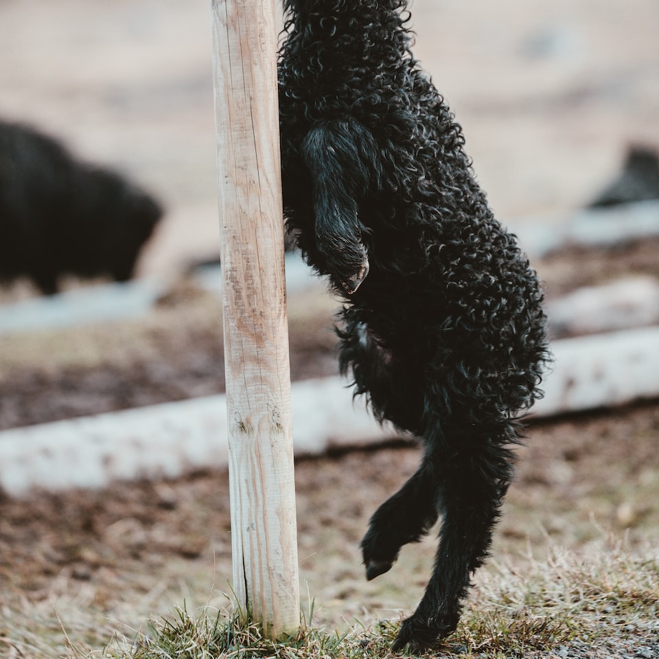 Kit Lamb