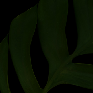 Black Banana Gift
