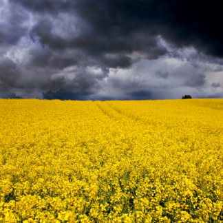 Samsung Yellow