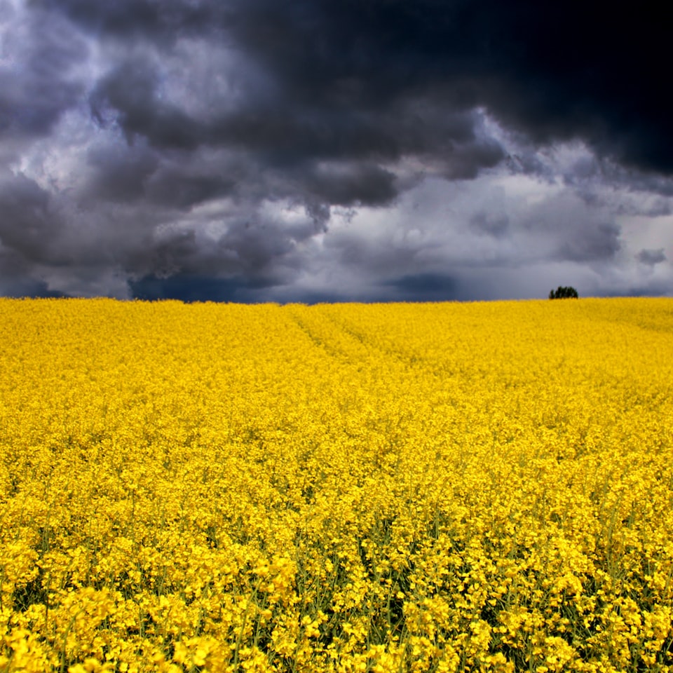 Samsung Yellow