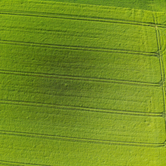 Gold Large Green