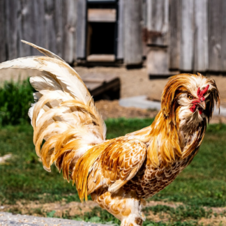 HDMI Rooster